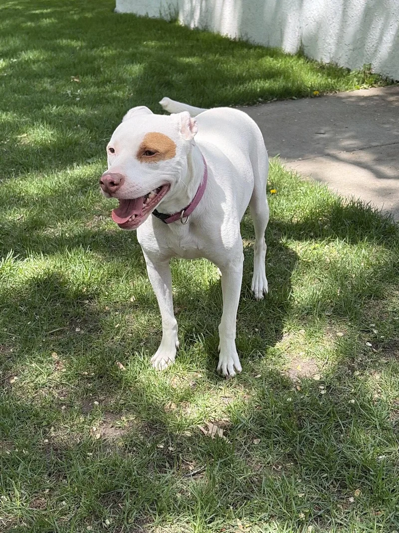 An adult medium-sized female Pit Bull Terrier dog named Nide Os for adoption in Saint Paul, MN
