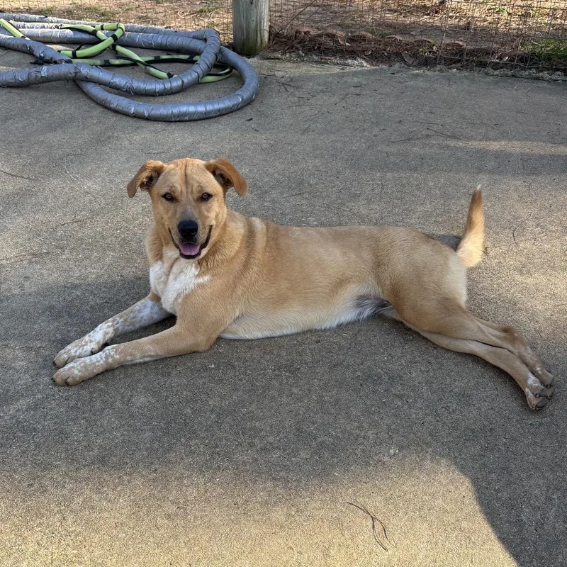 A young large-sized female Golden Retriever dog named Ellie for adoption in Ruston, LA