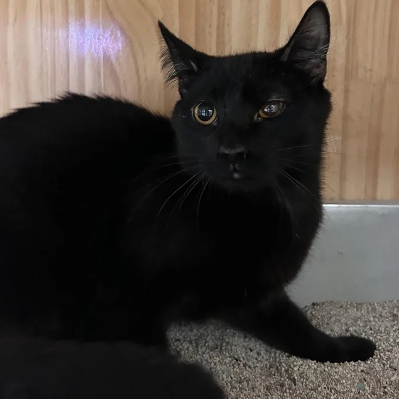 A young small-sized male Black Domestic Short Hair cat named Shadow for adoption in Yucca Valley, CA