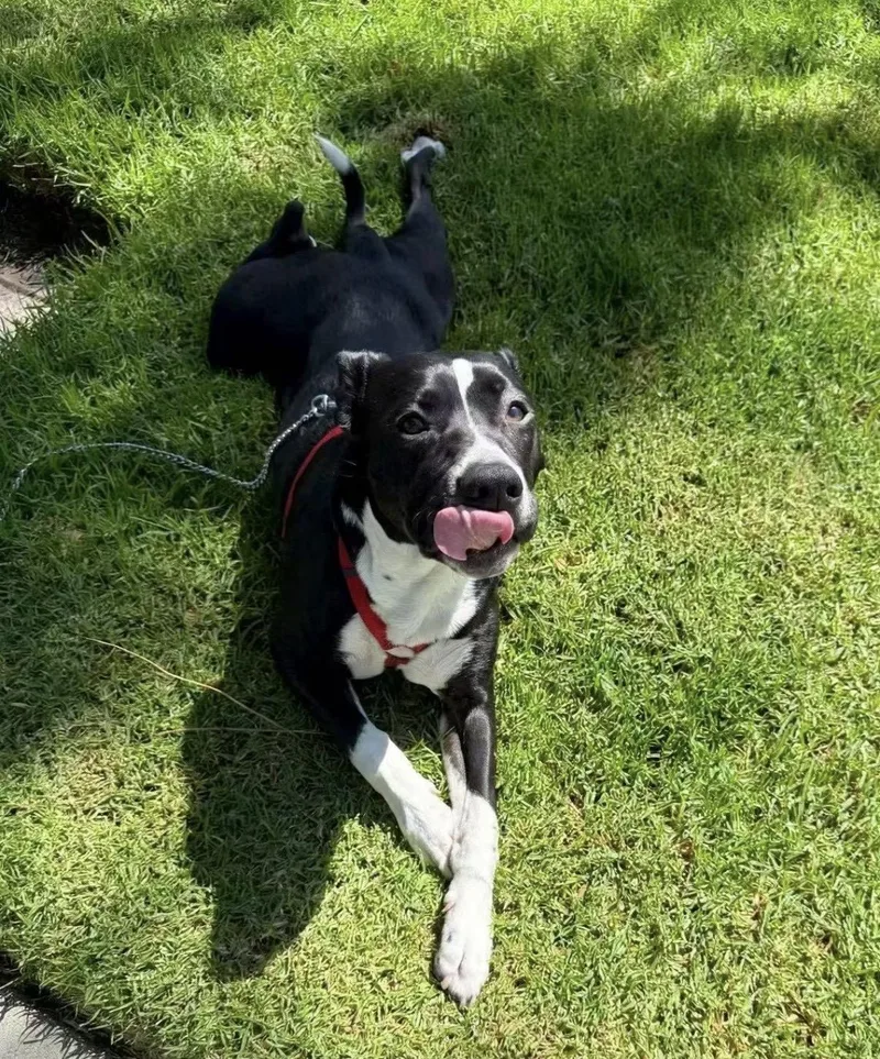 A young medium-sized male Black Pit Bull Terrier dog named Faith for adoption in Van Nuys, CA