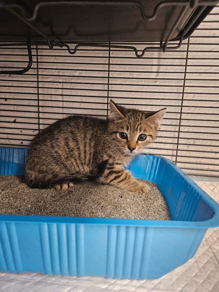 A baby medium-sized male Domestic Short Hair cat named Rex for adoption in Johnson City, TN