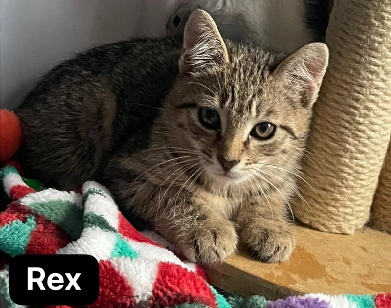 Rex thumbnail 2