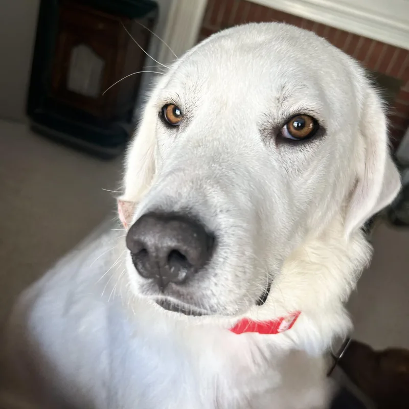 An adult medium-sized female White / Cream Labrador Retriever dog named Daisy Mae for adoption in Fishers, IN