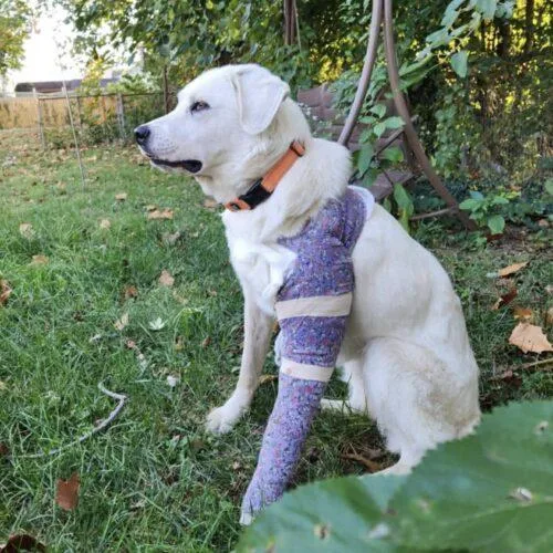 Daisy Mae thumbnail 4