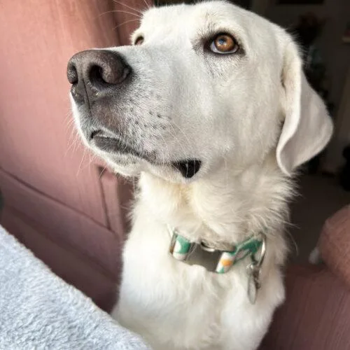 Daisy Mae thumbnail 6