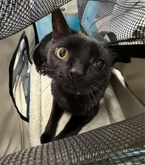 An adult small-sized female Domestic Short Hair cat named Lily for adoption in Naples, FL