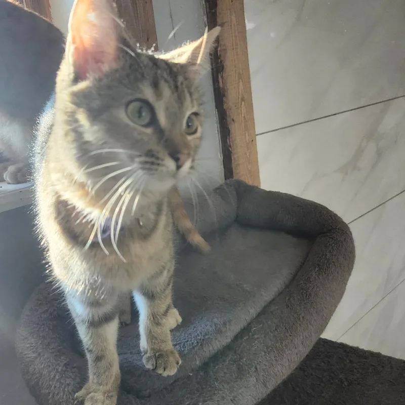 A young medium-sized female Tabby (Brown / Chocolate) Tabby cat named Bennie for adoption in Tuttle, OK