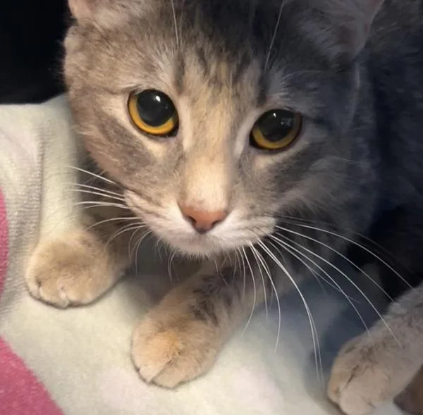 A young small-sized female Domestic Short Hair cat named Ari for adoption in Des Moines, IA