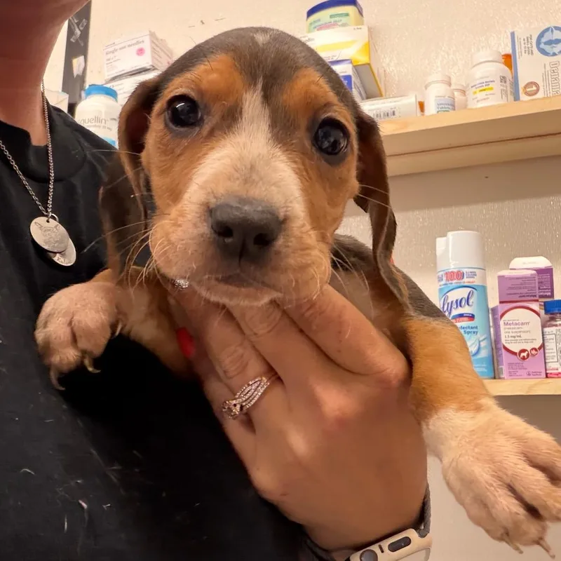 A baby small-sized female Black Mixed Breed dog named Olive for adoption in Lake Jackson, TX