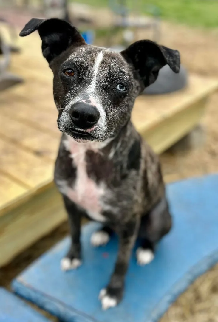 Petunia Aka Tuna thumbnail 2