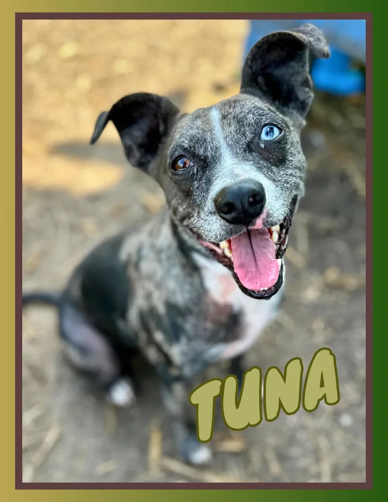 Petunia Aka Tuna thumbnail 3