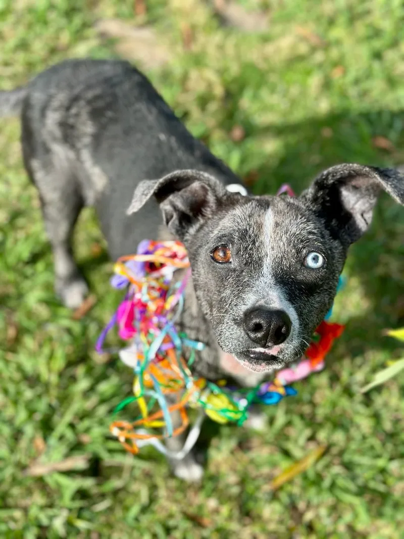 Petunia Aka Tuna thumbnail 5