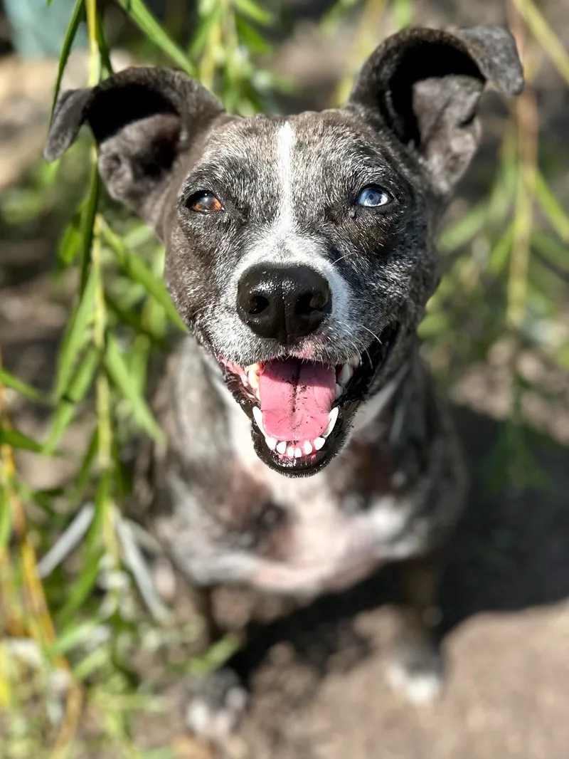 Petunia Aka Tuna thumbnail 6