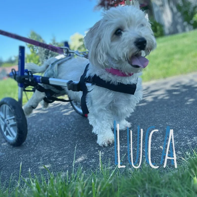 Luca