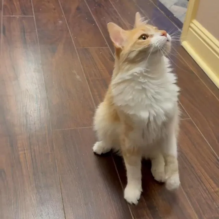 Butters thumbnail 2