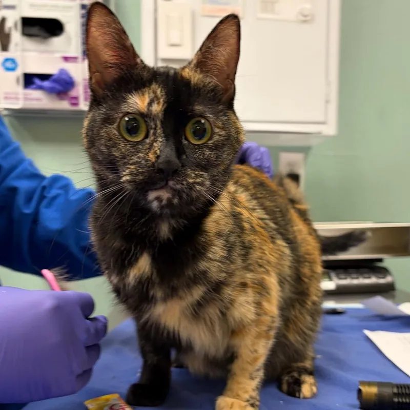An adult medium-sized female Tortoiseshell Domestic Short Hair cat named Stray A for adoption in Keizer, OR