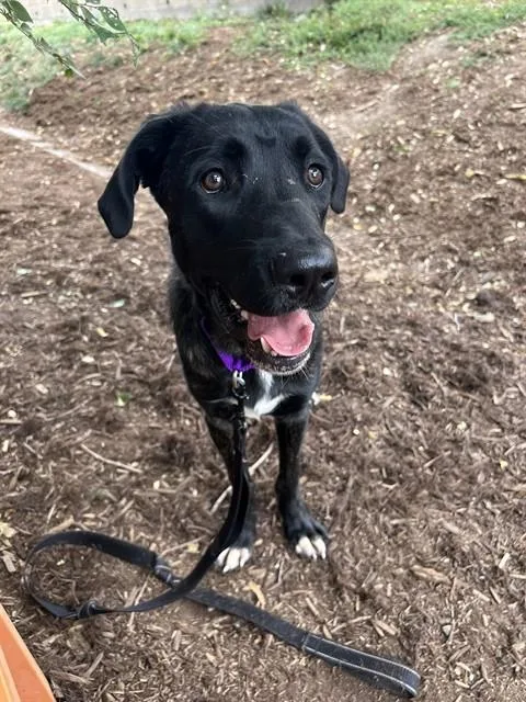A young large-sized male Cane Corso dog named Waluigi for adoption in Denver, CO