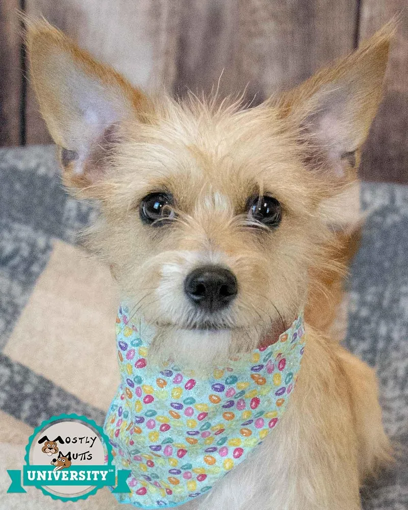 An adult small-sized female Terrier dog named Bridgett for adoption in Kennesaw, GA