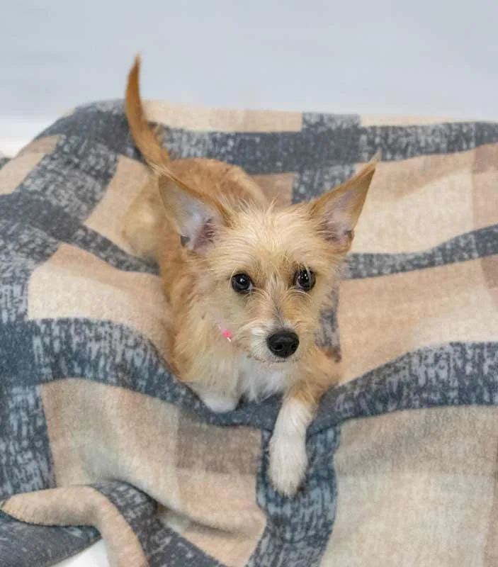 Bridgett thumbnail 4