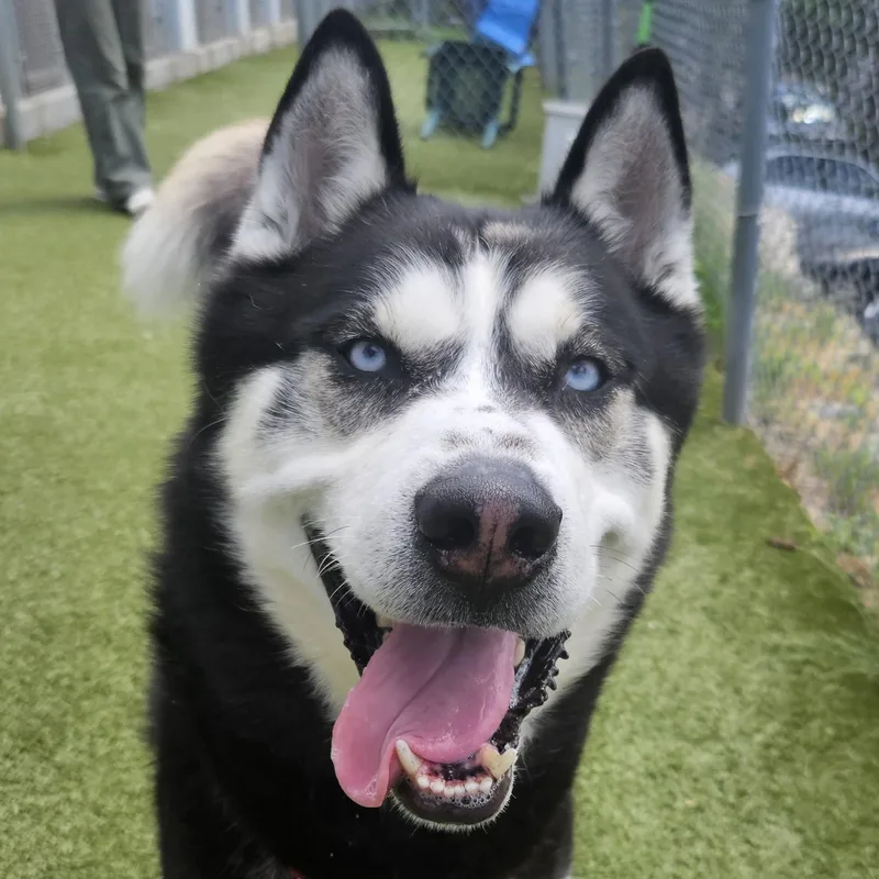 A young large-sized male Black Siberian Husky dog named Hugo for adoption in Fall River, MA