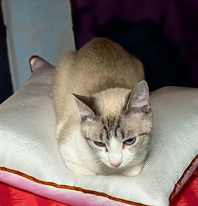 A young medium-sized female Snowshoe cat named Wisp for adoption in Lavonia, GA