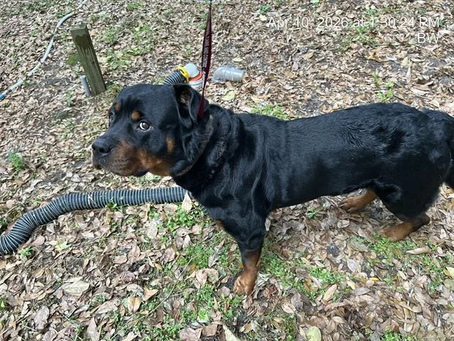 A young large-sized male Rottweiler dog named Tiny for adoption in Ocala, FL
