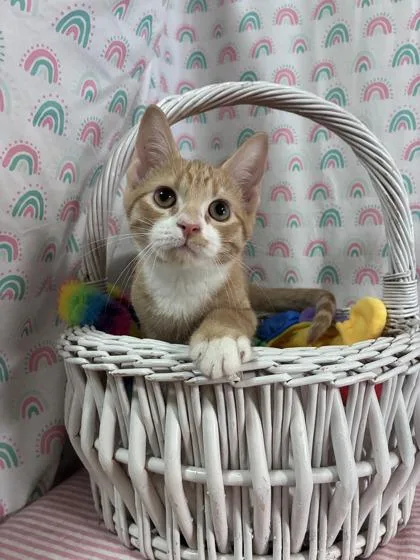 A baby small-sized male Domestic Short Hair cat named Cheeto for adoption in Bloomsburg, PA