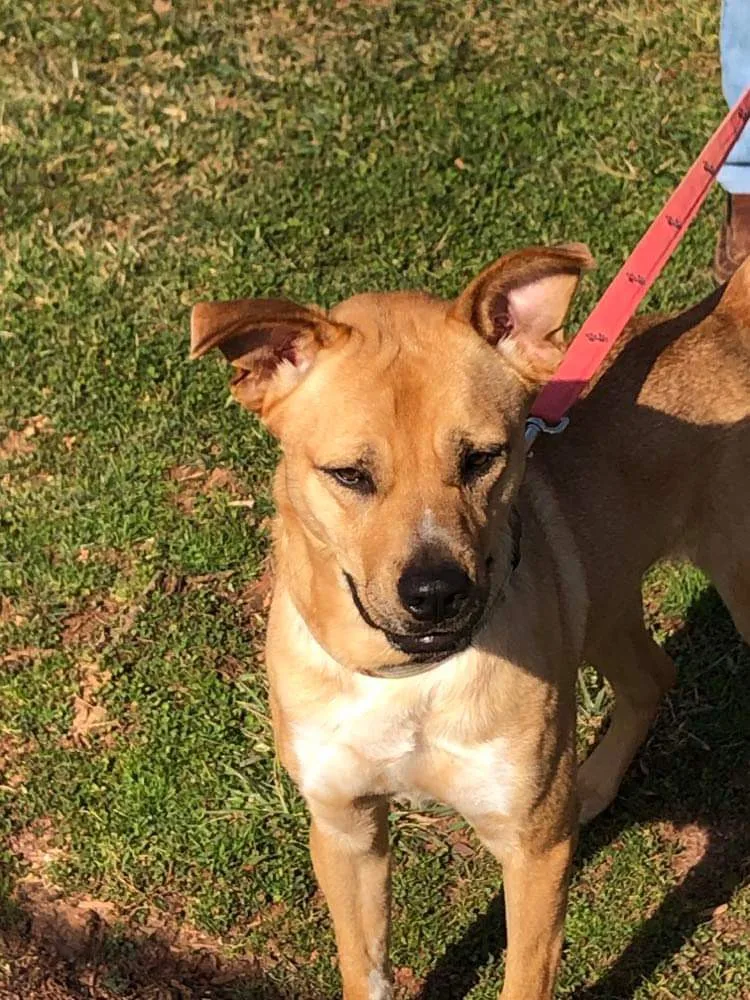 An adult medium-sized female Yellow / Tan / Blond / Fawn Mixed Breed dog named Ritz for adoption in kingsland, GA