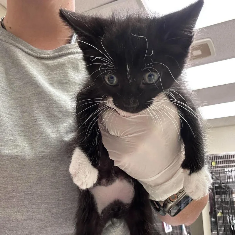 A baby small-sized male Domestic Short Hair cat named Curry for adoption in Bastrop, TX