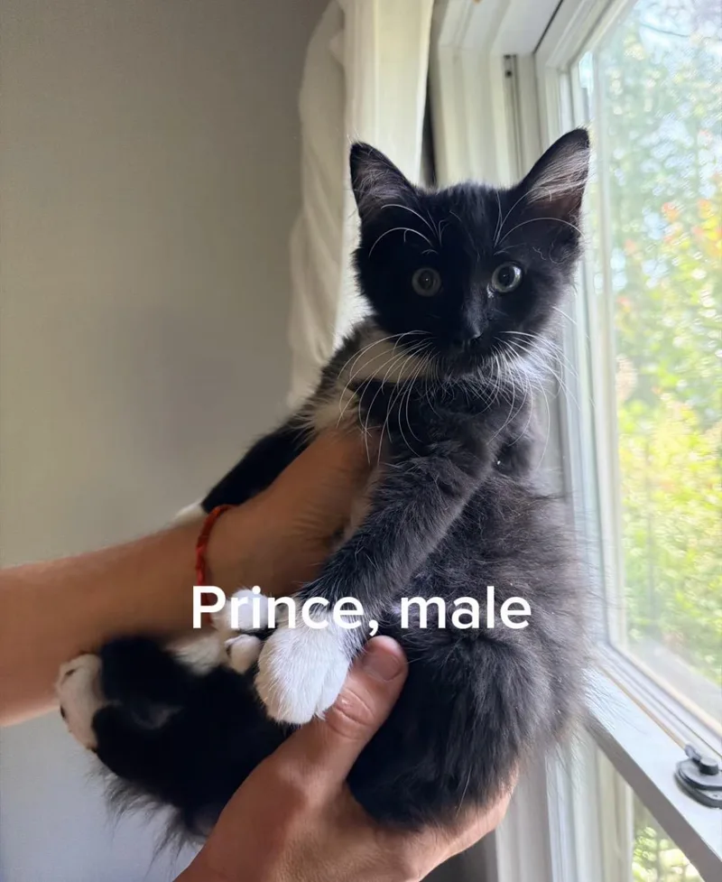 A baby small-sized male Black Domestic Long Hair cat named Prince for adoption in Shrewsbury, MA