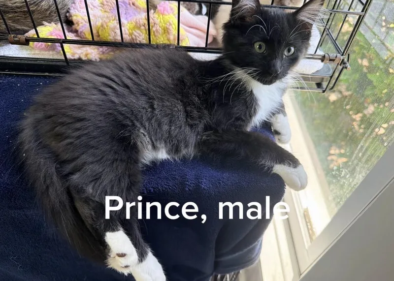 Prince thumbnail 2