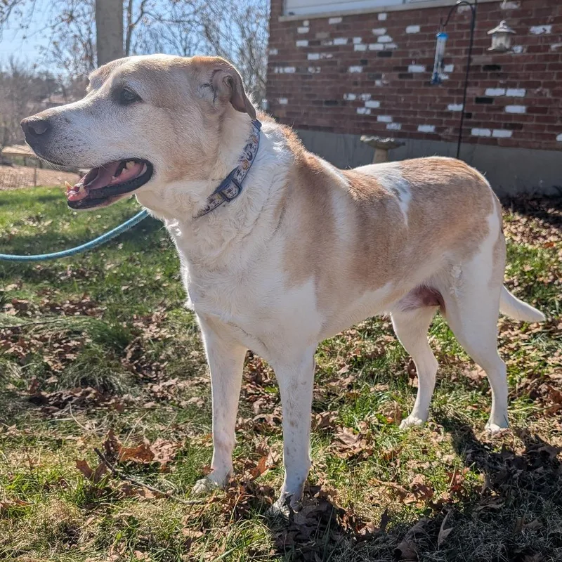 David Bowie thumbnail 2