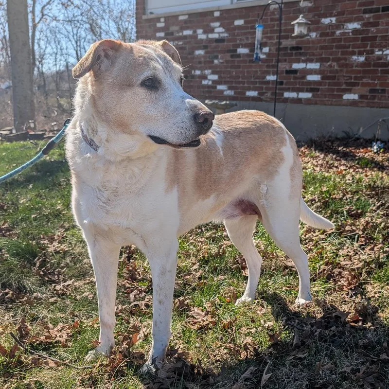 David Bowie thumbnail 3