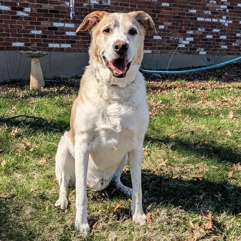 David Bowie thumbnail 6