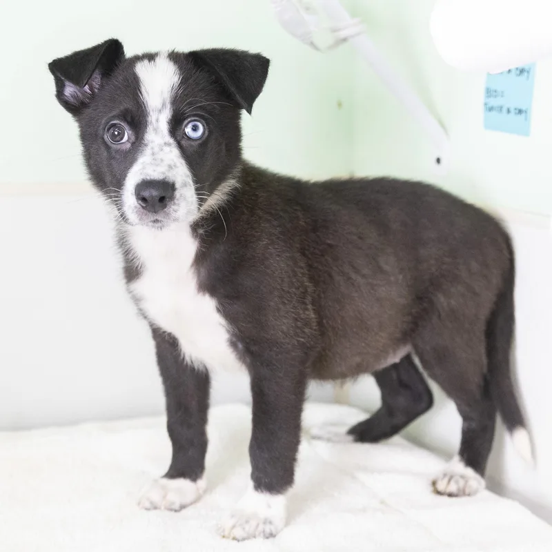 A baby medium-sized female Black Border Collie dog named Lorelai for adoption in Bedford, IN