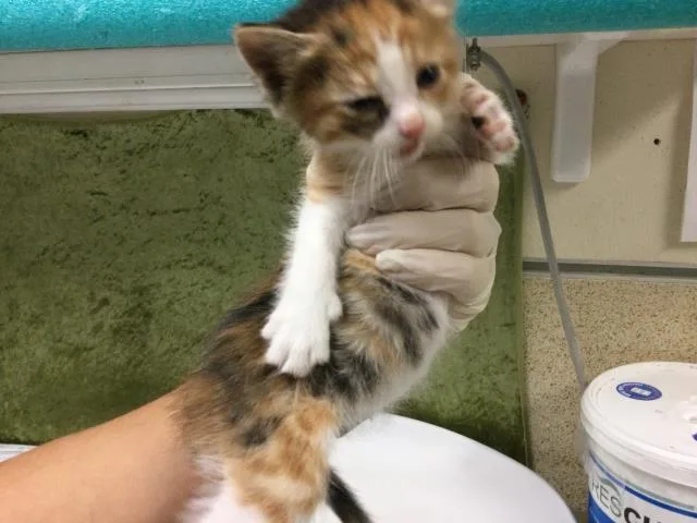A baby small-sized female Domestic Short Hair cat named Savannah for adoption in Riverside, CA