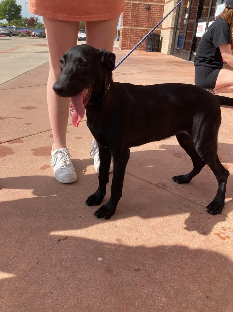 Penelope & Petunia thumbnail 2