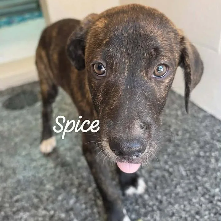 Spice