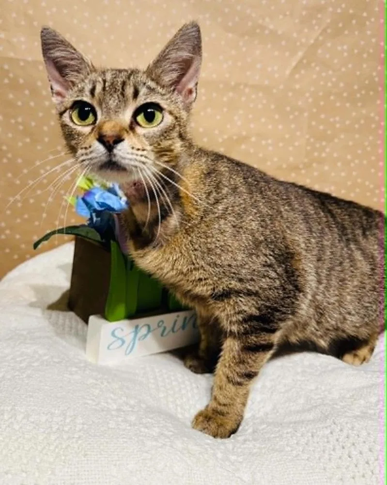 A young medium-sized female Domestic Short Hair cat named Portia for adoption in Groveland, MA