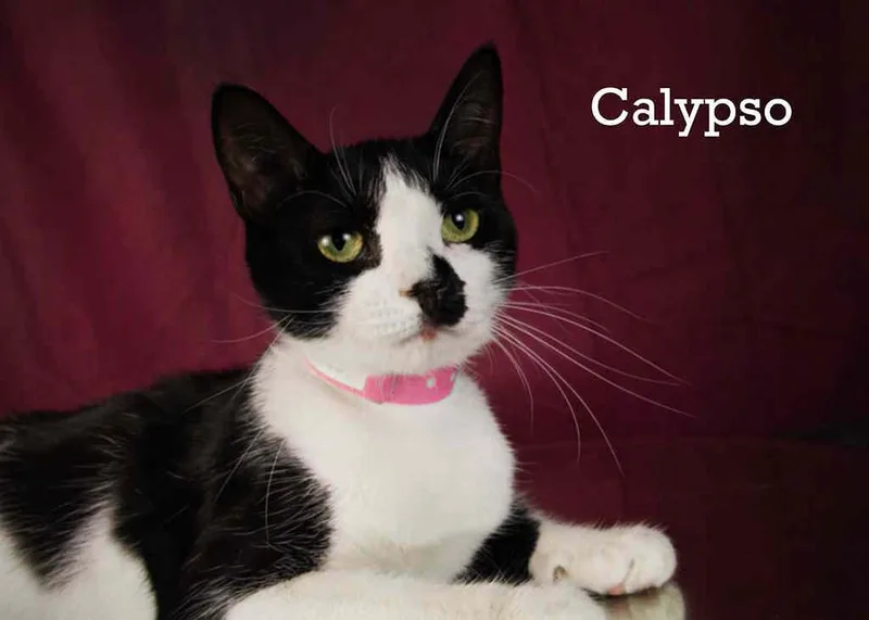 A young small-sized female Black & White / Tuxedo Domestic Short Hair cat named Calypso for adoption in York, NE