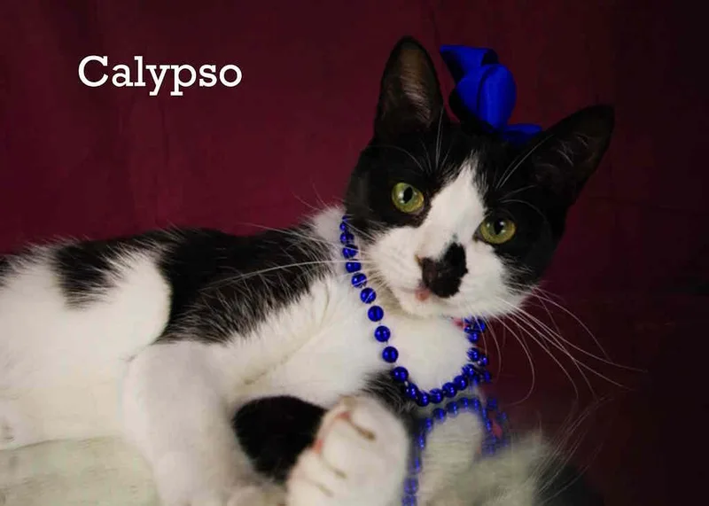Calypso thumbnail 2