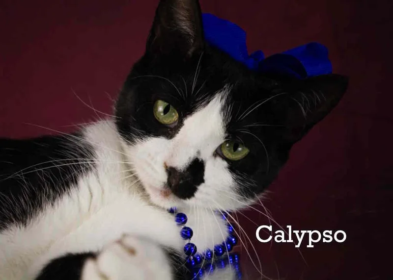 Calypso thumbnail 4