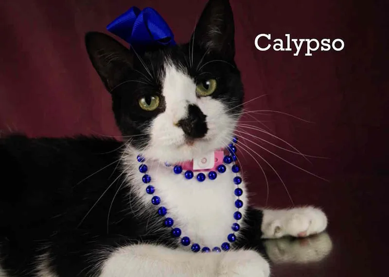 Calypso thumbnail 5