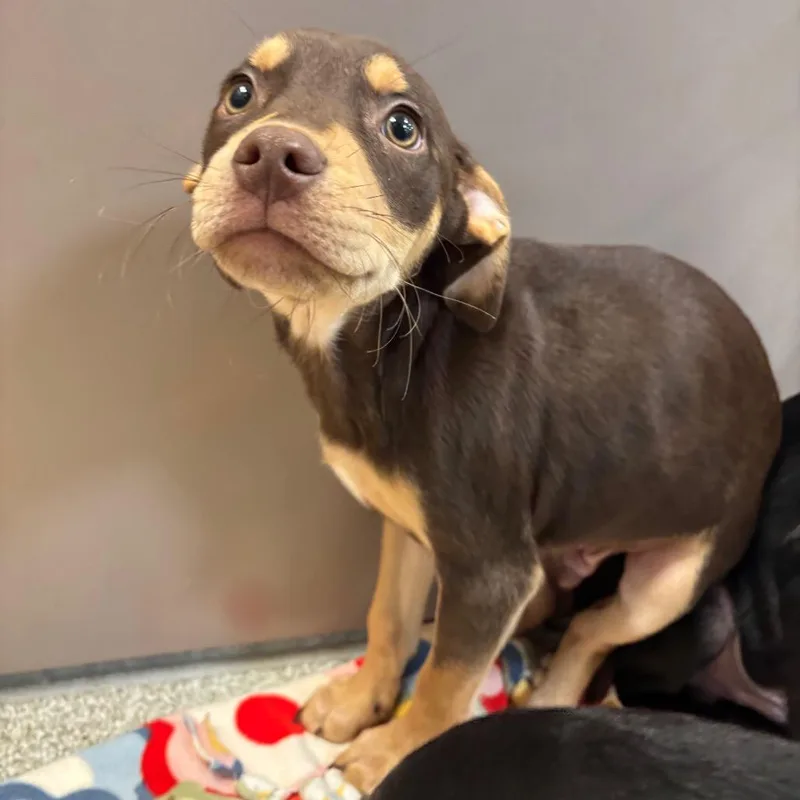 A baby medium-sized male Brown / Chocolate Mixed Breed dog named Kettle for adoption in Washington Township, OH