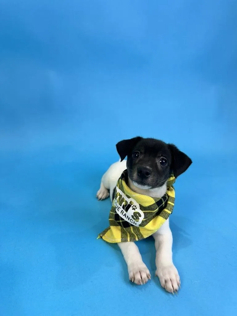 A baby small-sized male Black Rat Terrier dog named Pettigrew for adoption in Alvin, TX
