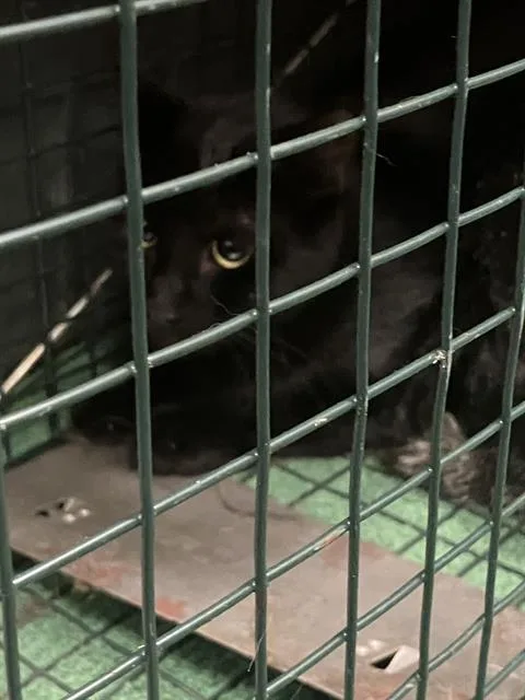 A young medium-sized male Domestic Short Hair cat named Tad for adoption in Dallas, TX