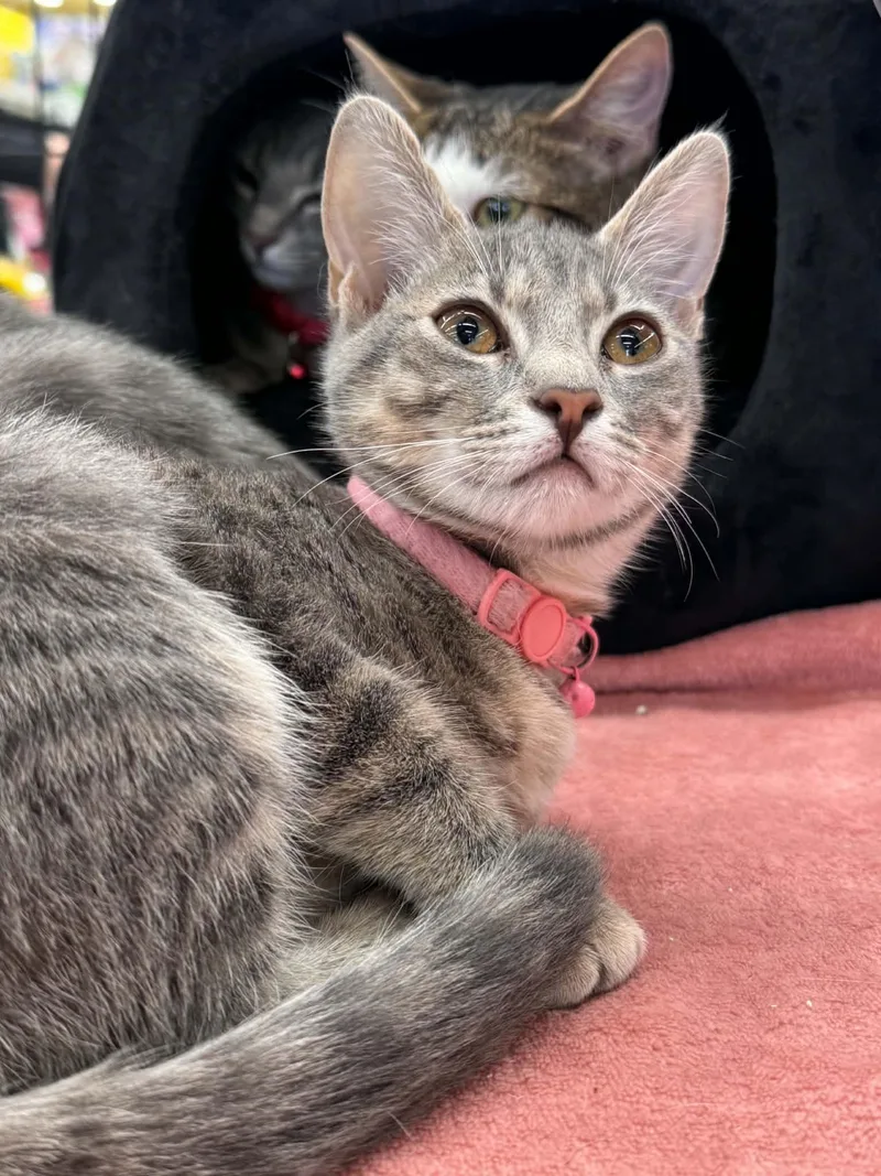 A baby small-sized female Tabby (Gray / Blue / Silver) Domestic Short Hair cat named Pearl for adoption in Wilmington, NC