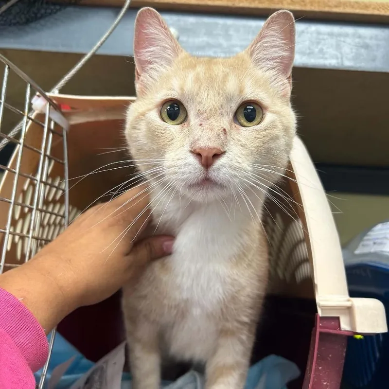 An adult small-sized male Buff / Tan / Fawn Domestic Short Hair cat named Wilbur for adoption in Woodbury, NJ