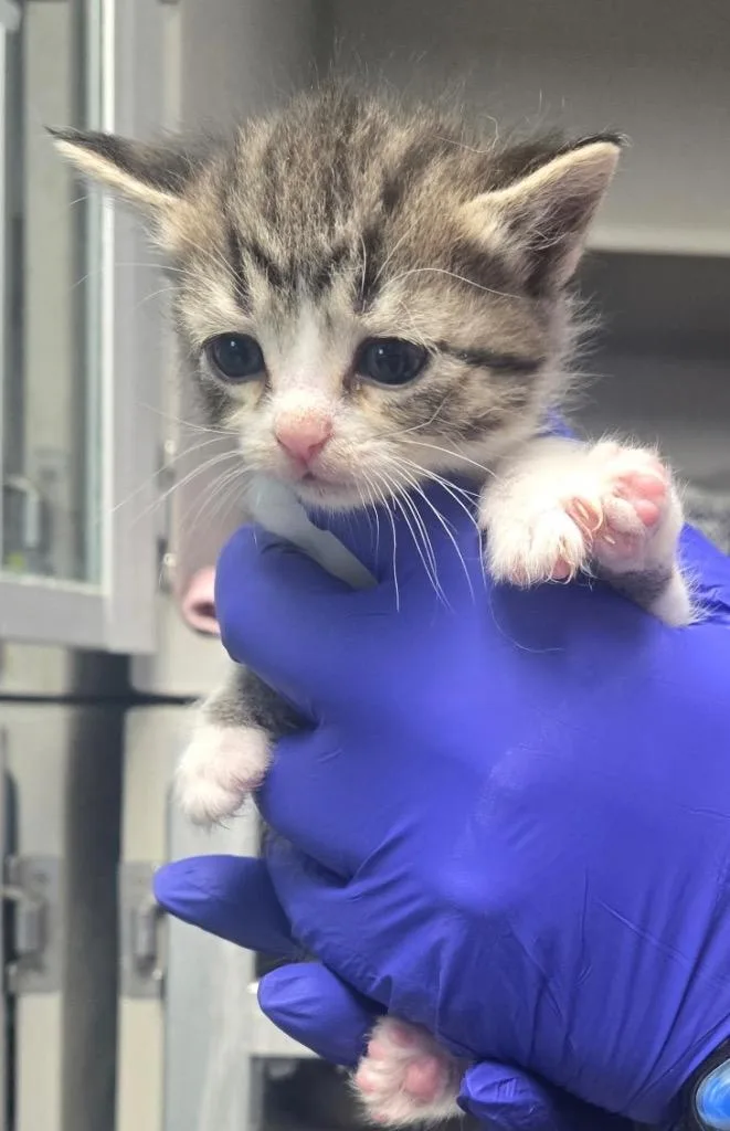 A baby small-sized female Domestic Short Hair cat named TC Alia for adoption in Greencastle, IN