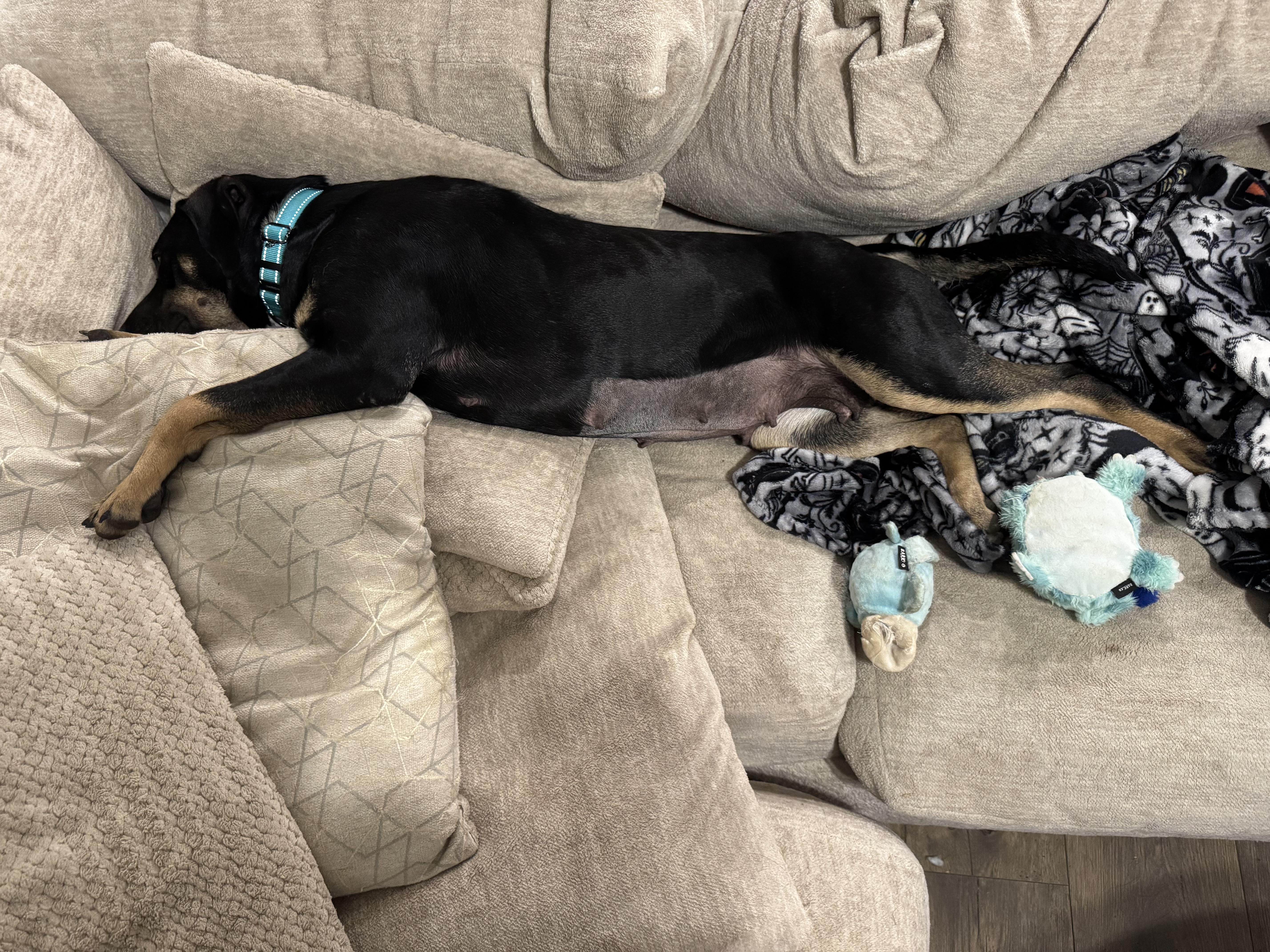 Momma Auburn thumbnail 2